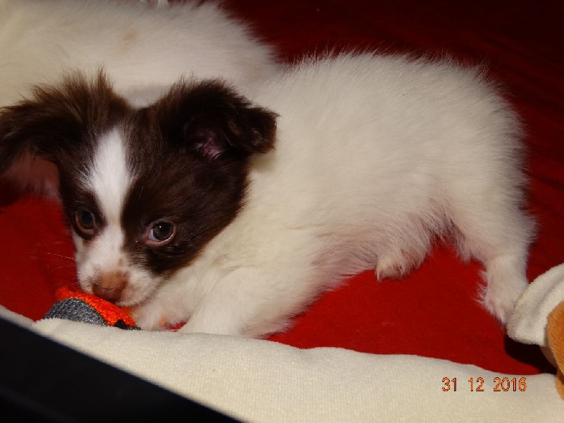 Mirabelle De La Vallée De La Py