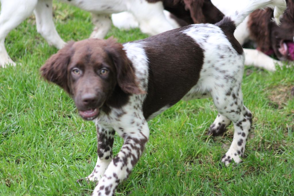 Alpha De La Vallée De La Py