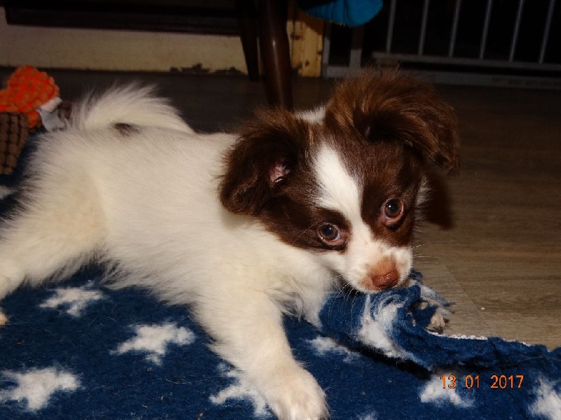 Mirabelle De La Vallée De La Py