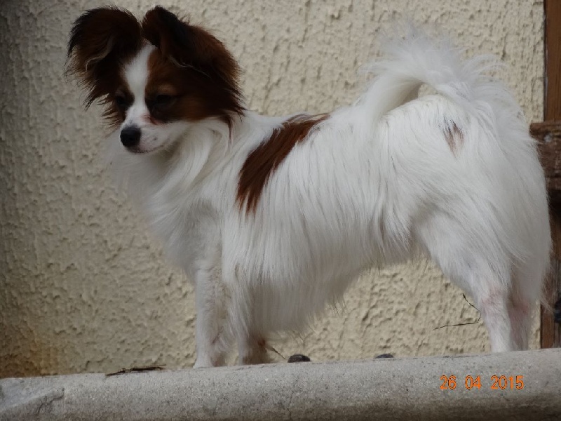 Jepp De La Vallée De La Py