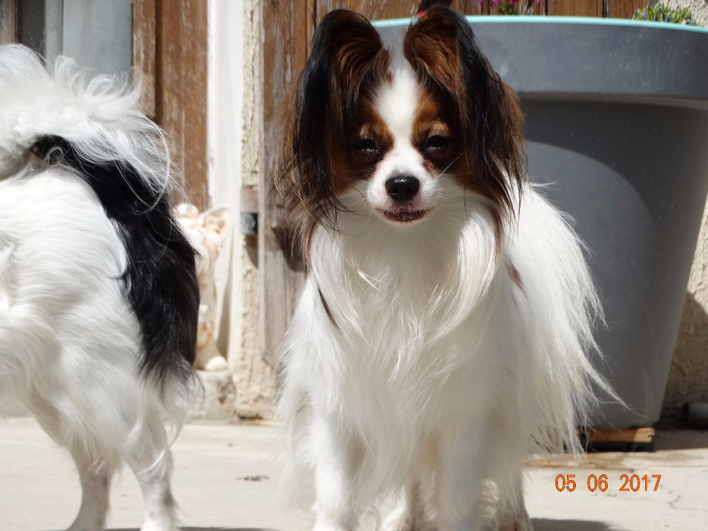 Jepp De La Vallée De La Py