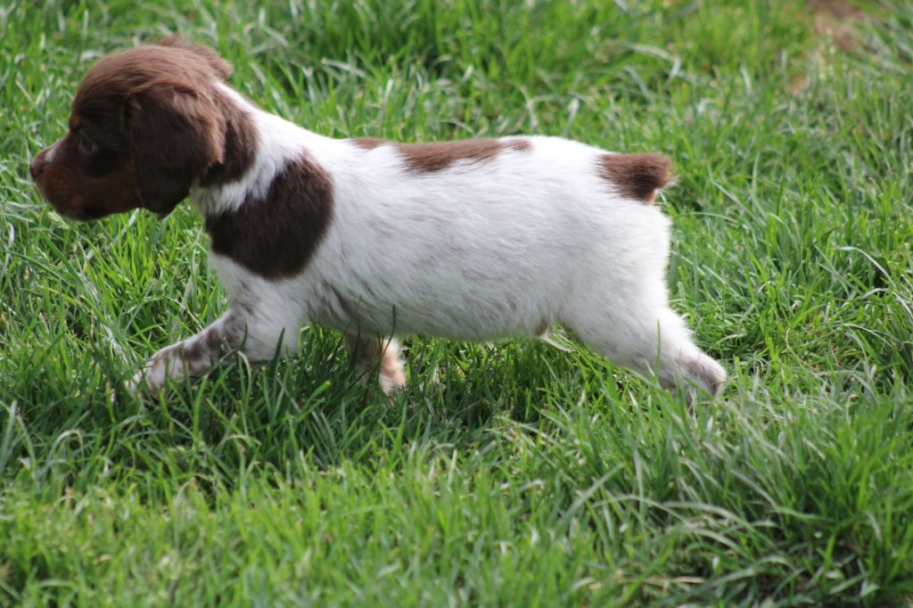 Toto De La Vallée De La Py