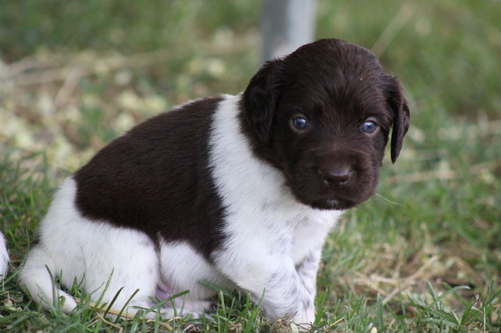 Alpha De La Vallée De La Py