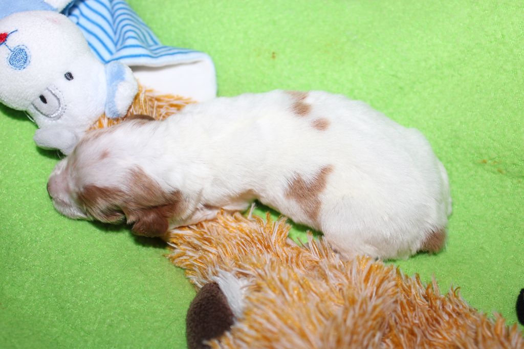 Tcho De La Vallée De La Py