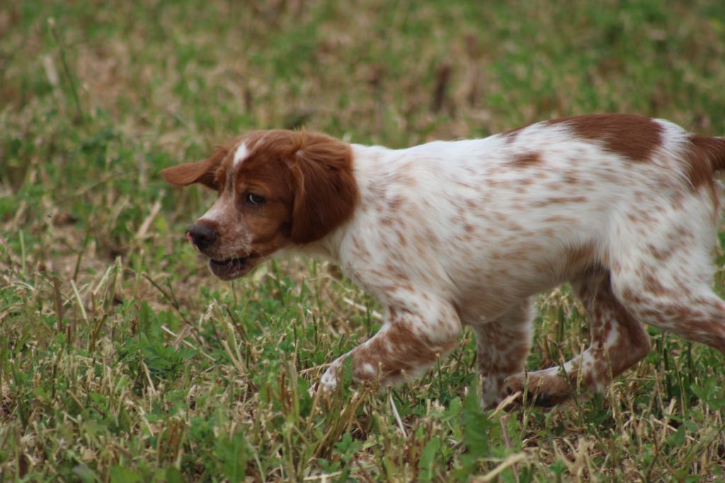 Artus De La Vallée De La Py