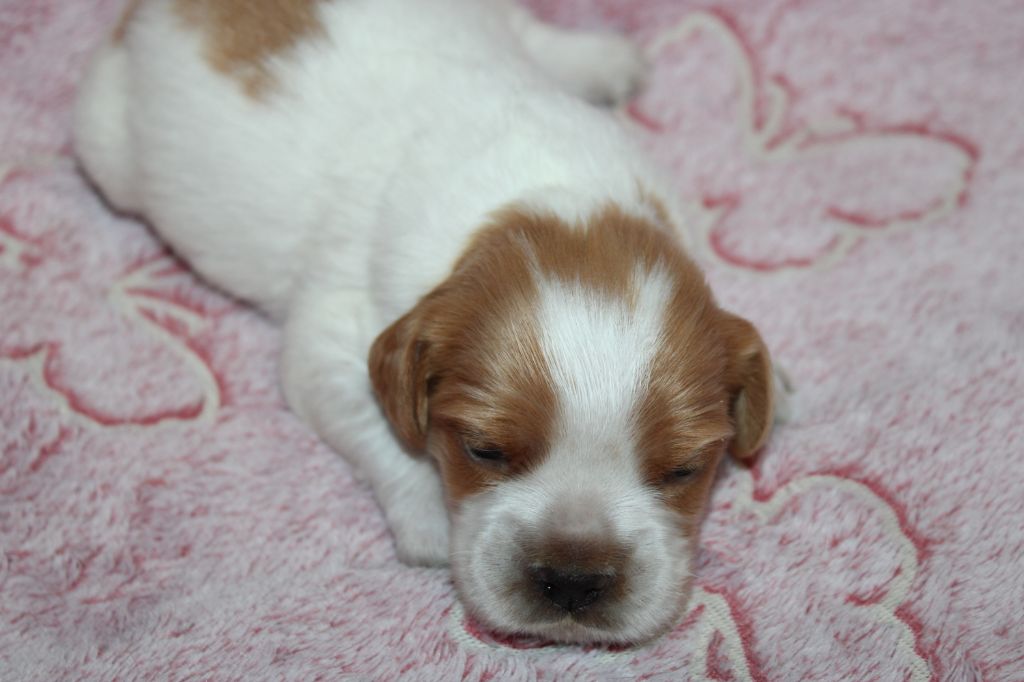 Artus De La Vallée De La Py