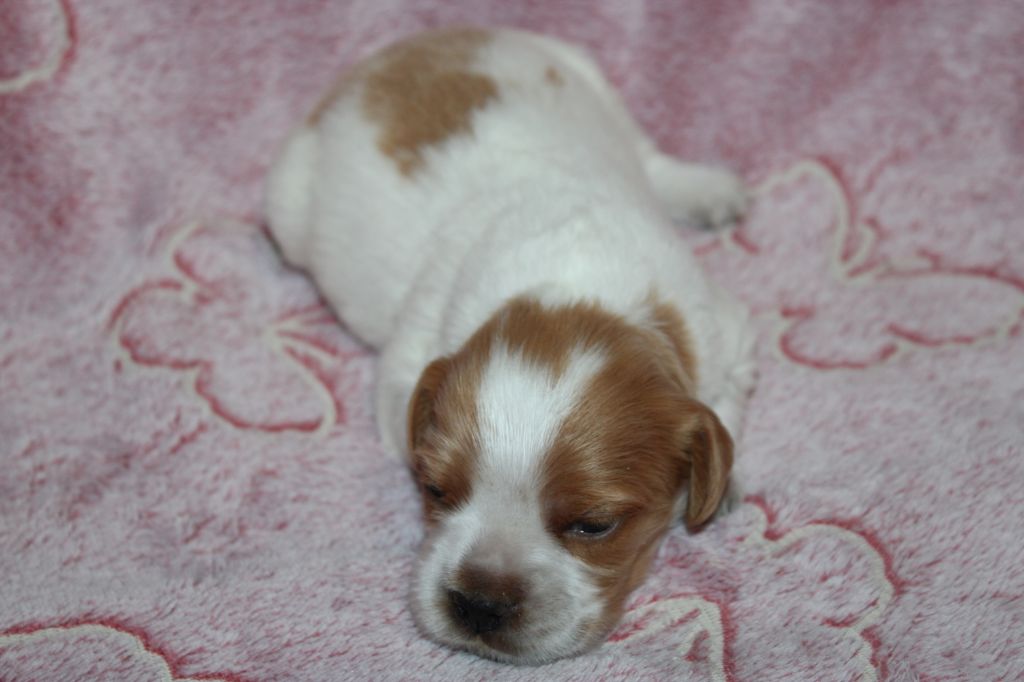 Artus De La Vallée De La Py