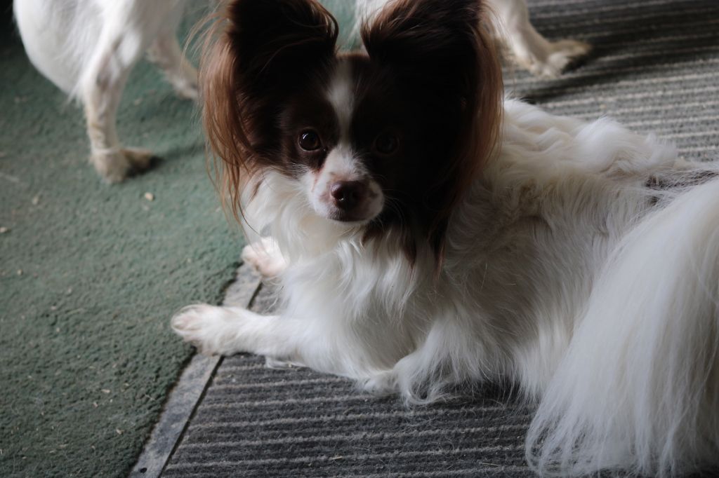 Mirabelle De La Vallée De La Py