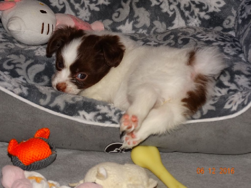 Mirabelle De La Vallée De La Py