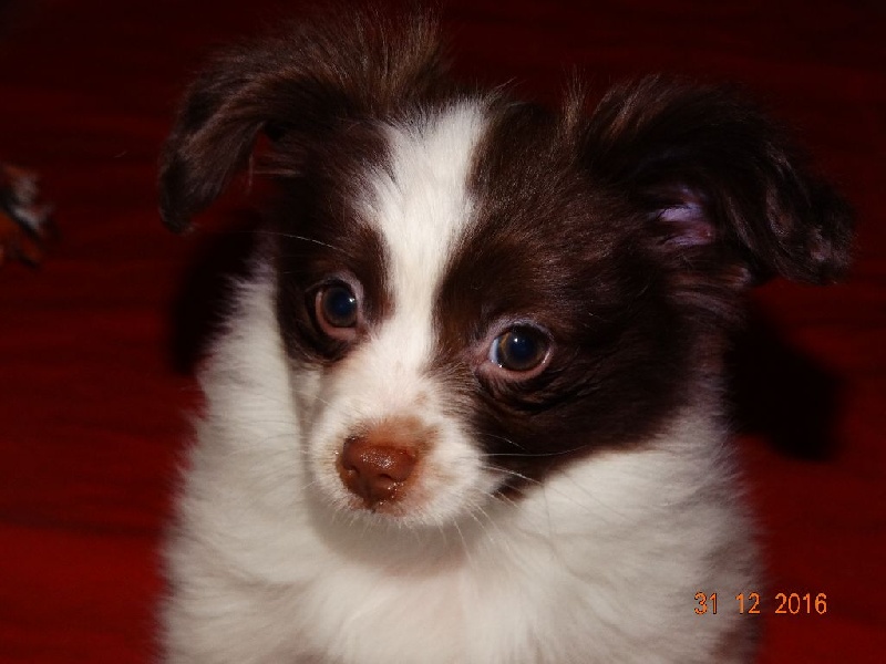 Mirabelle De La Vallée De La Py