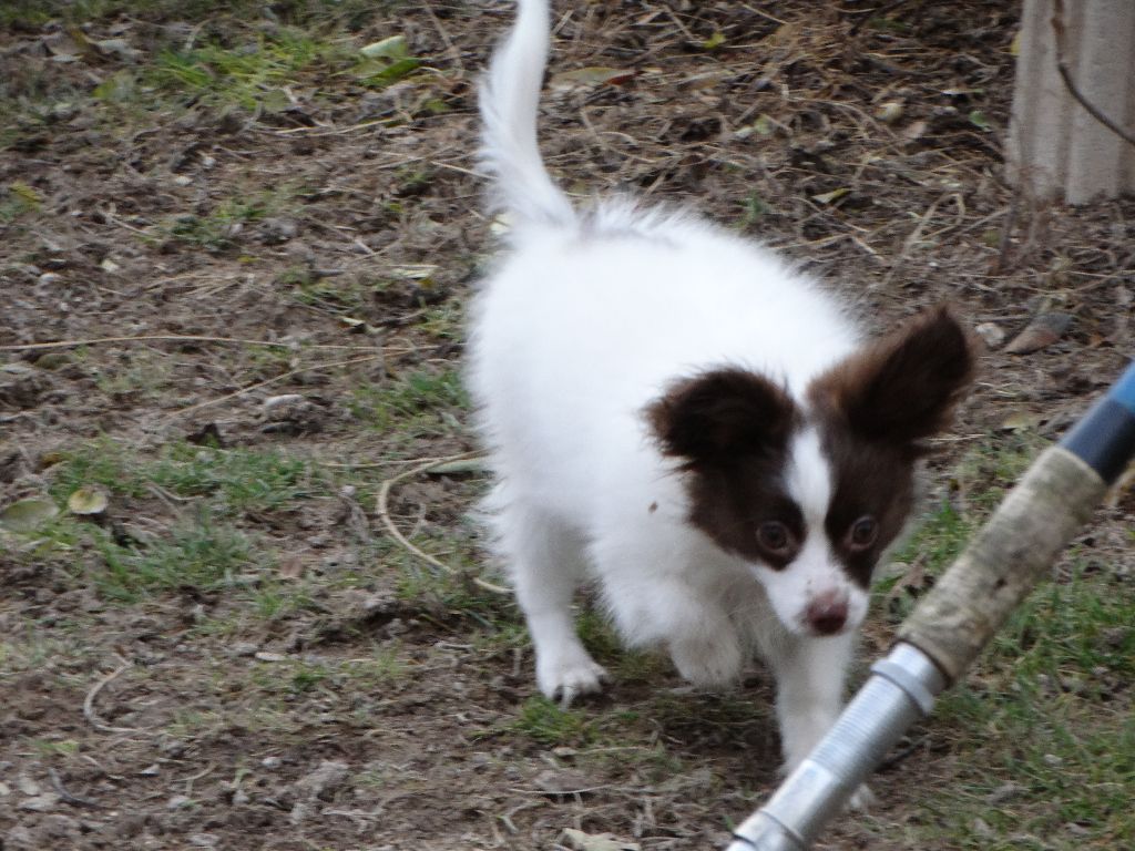 Mirabelle De La Vallée De La Py