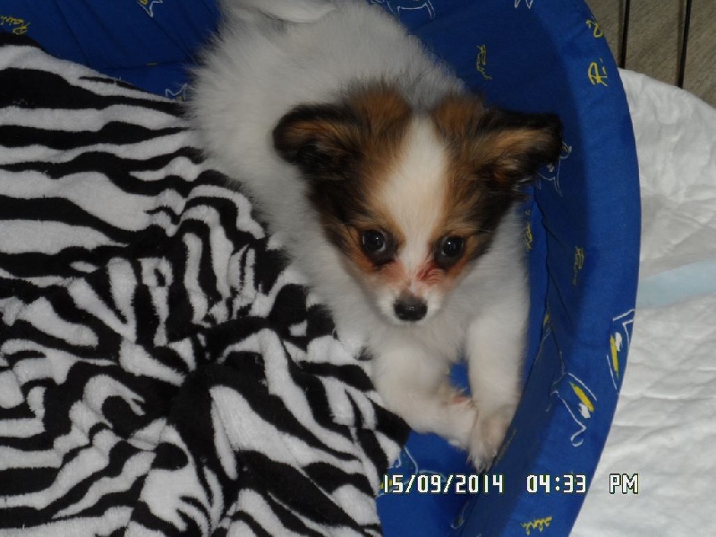 Jepp De La Vallée De La Py