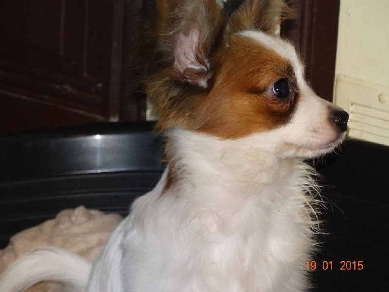 Jepp De La Vallée De La Py