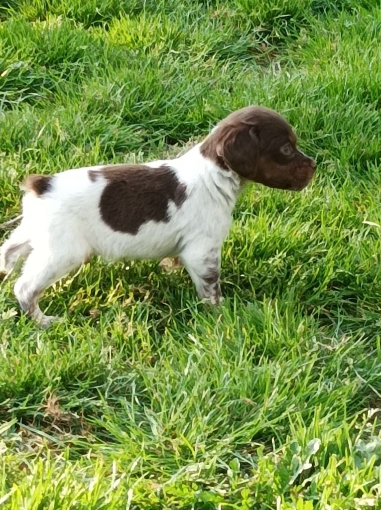 Toto De La Vallée De La Py