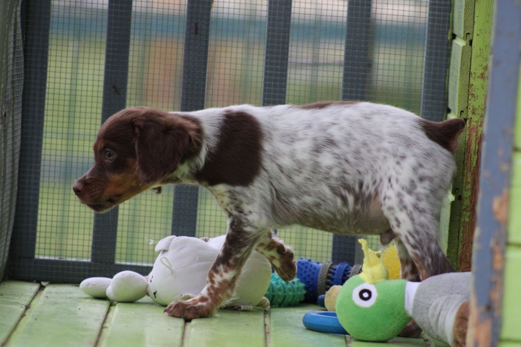 Toto De La Vallée De La Py