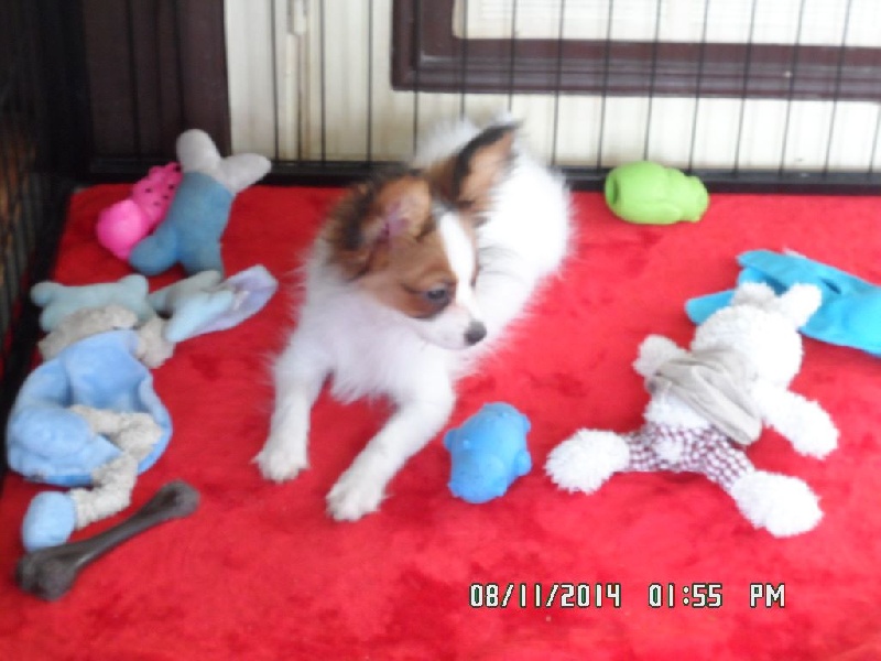 Jepp De La Vallée De La Py