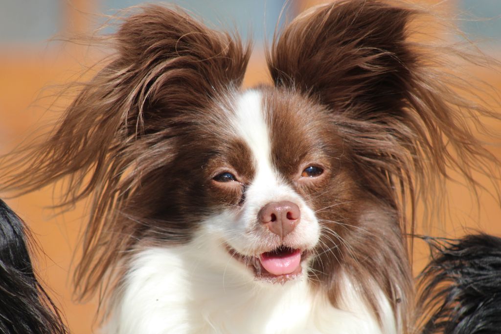 Mirabelle De La Vallée De La Py