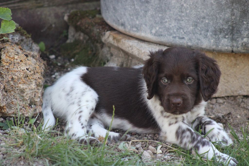 Alpha De La Vallée De La Py