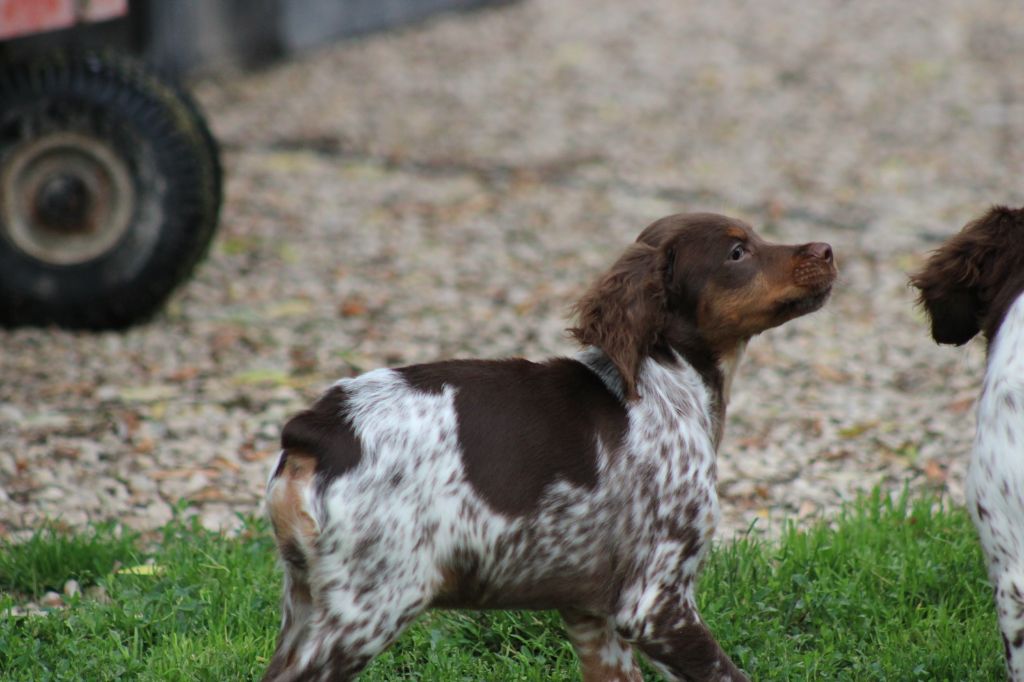 Toto De La Vallée De La Py