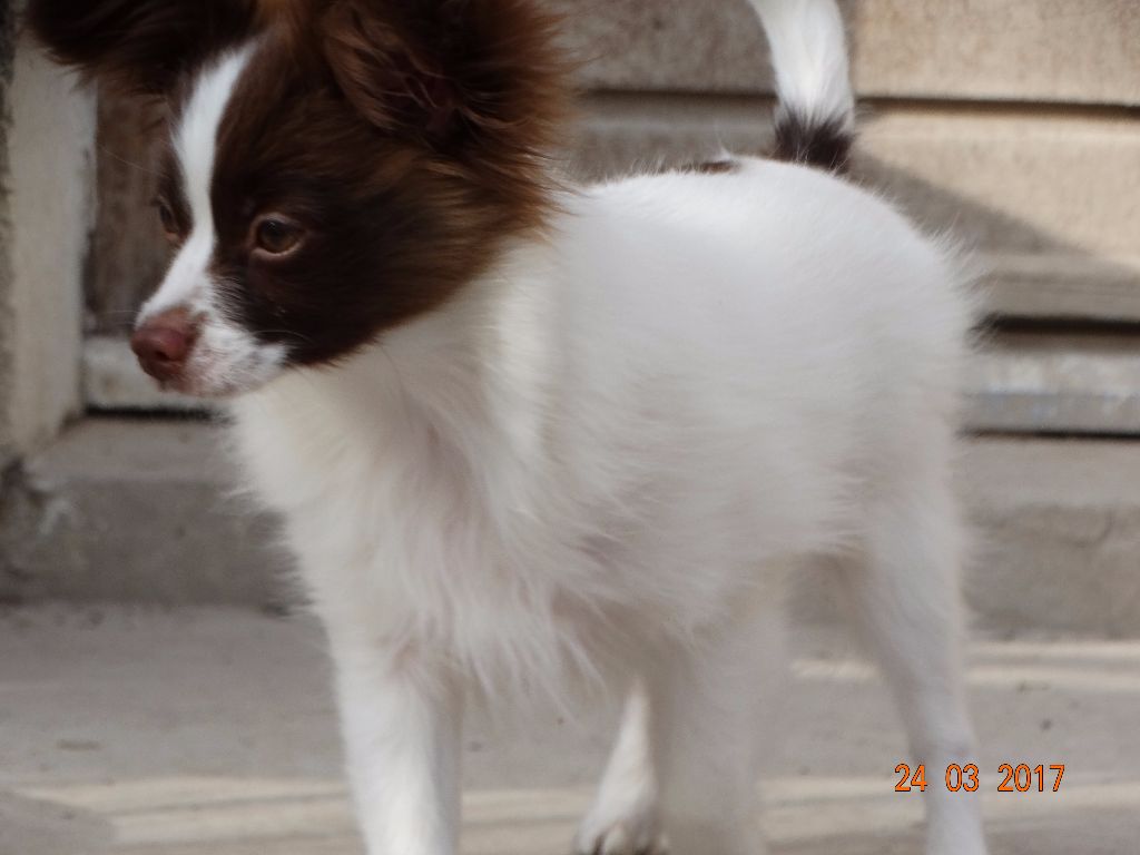 Mirabelle De La Vallée De La Py