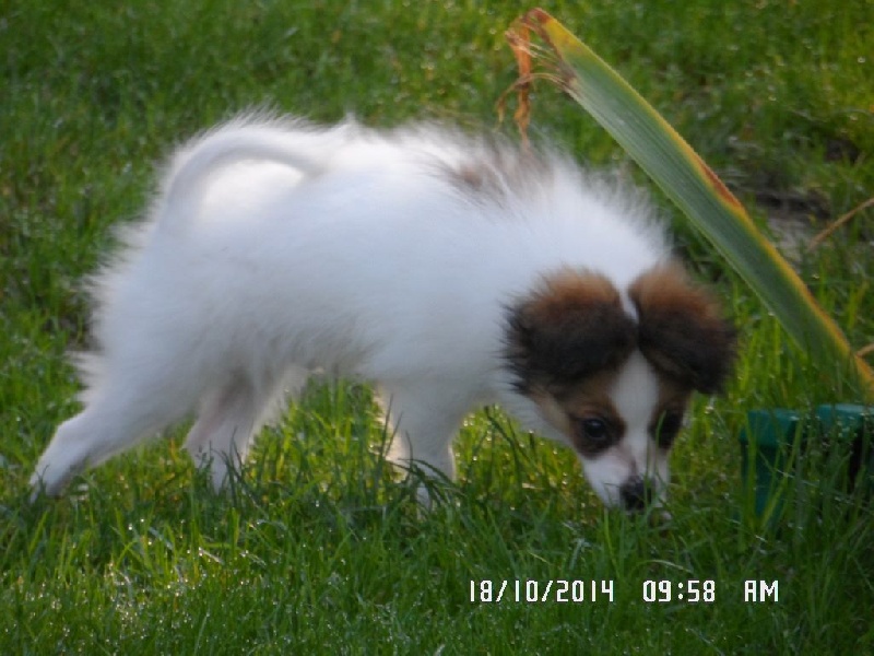 Jepp De La Vallée De La Py