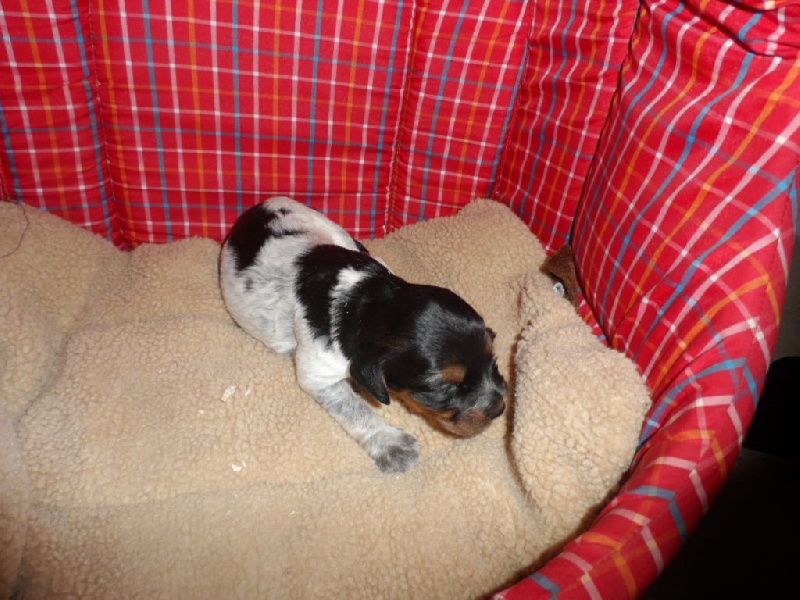 Harper De La Vallée De La Py