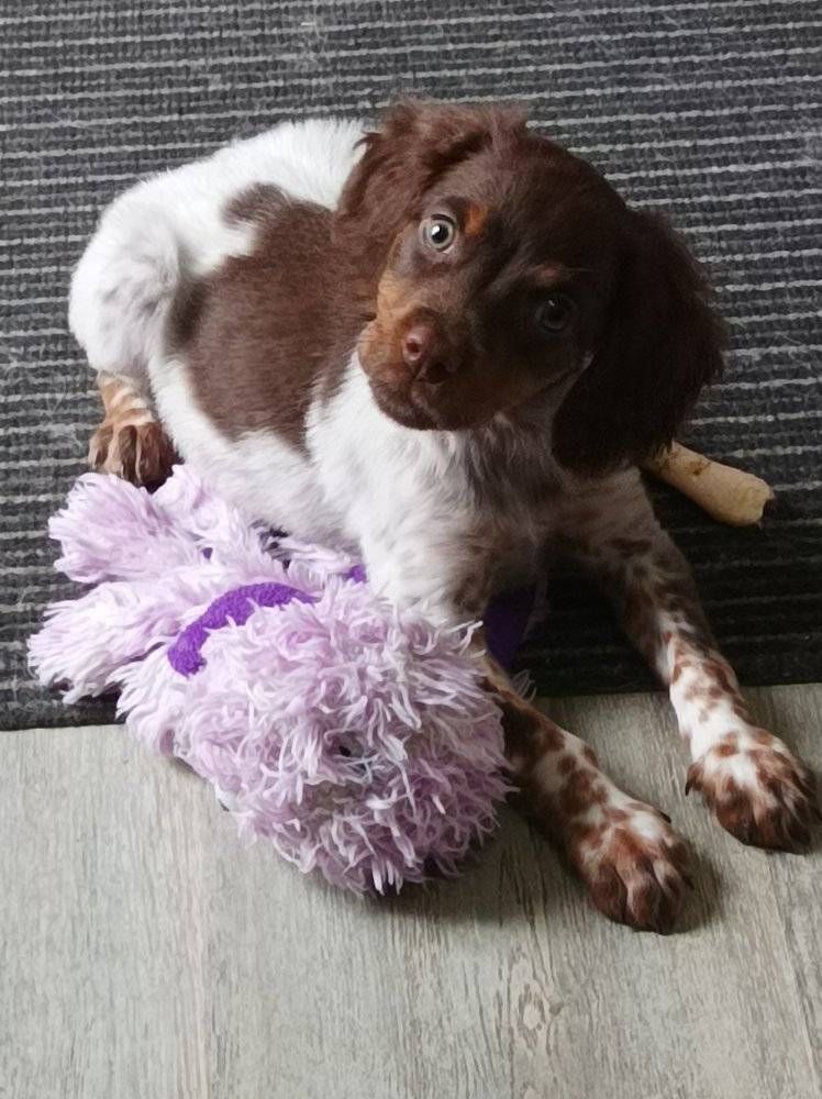 Toto De La Vallée De La Py