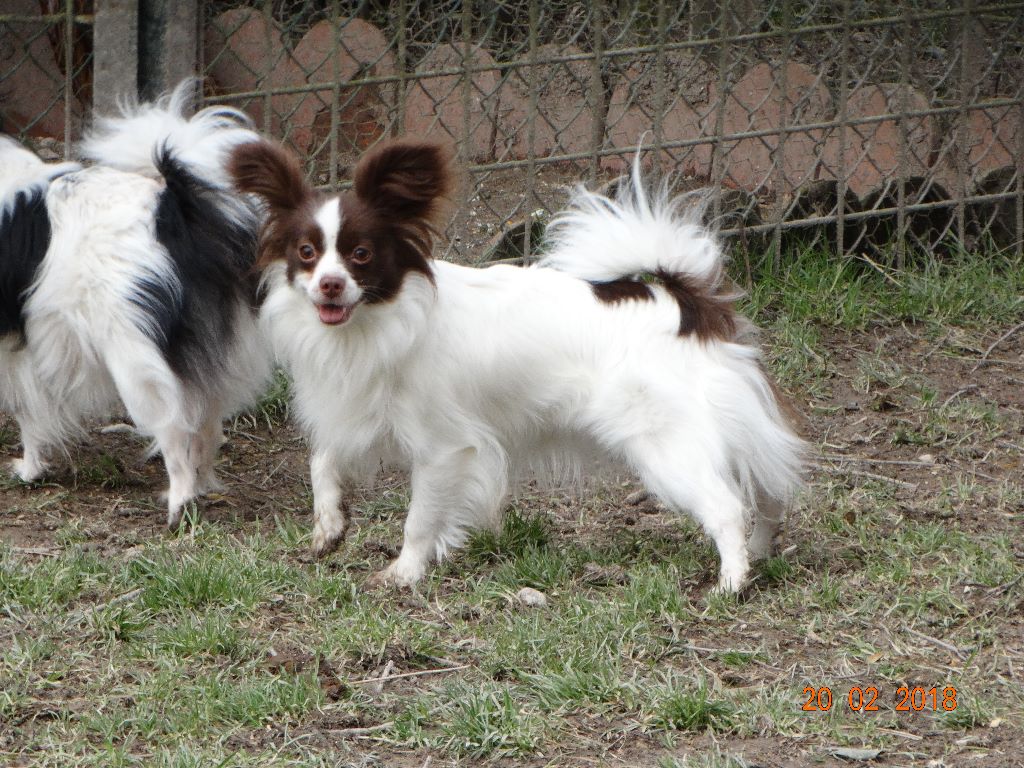 Mirabelle De La Vallée De La Py