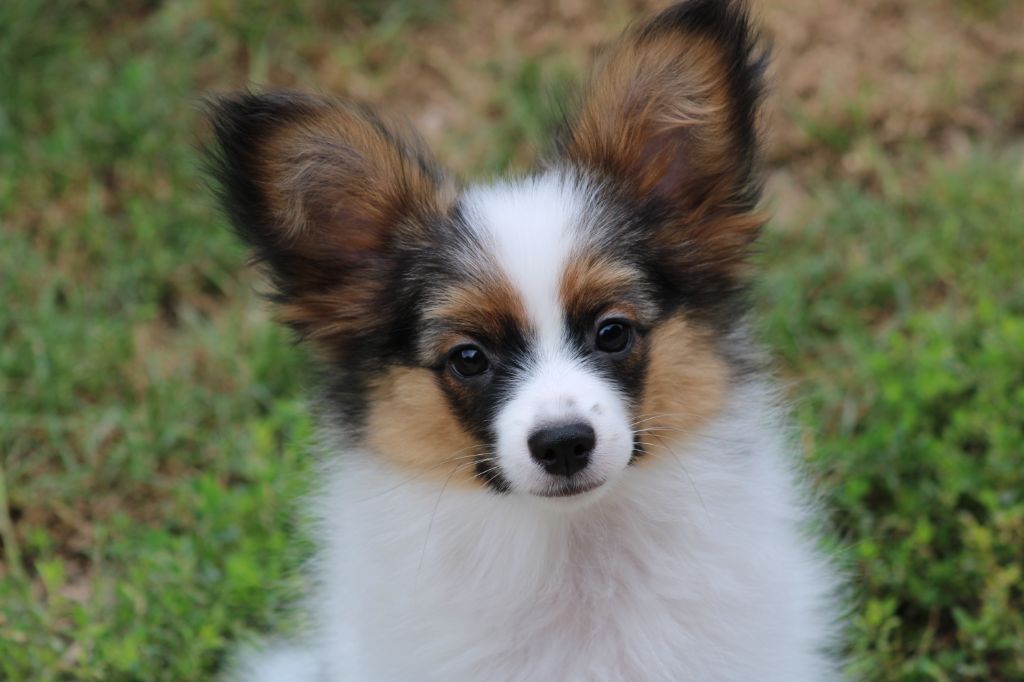 Ricky De La Vallée De La Py