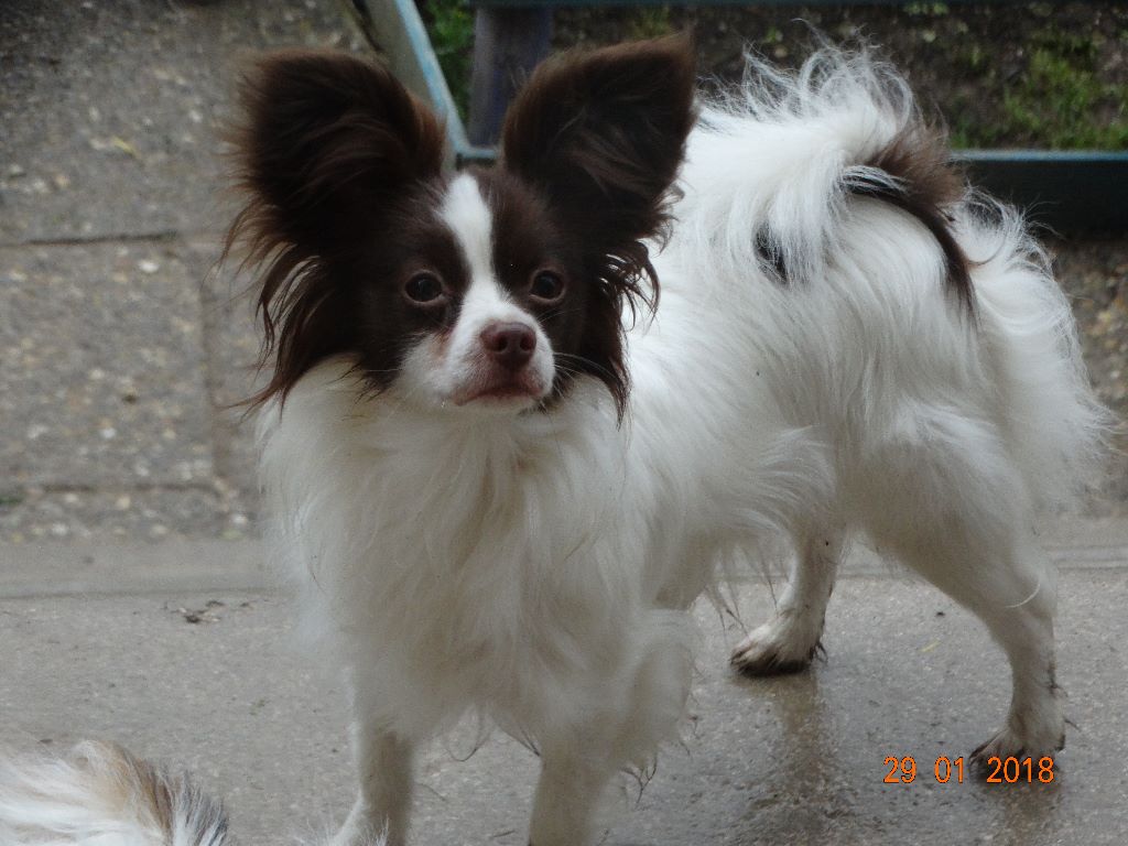 Mirabelle De La Vallée De La Py