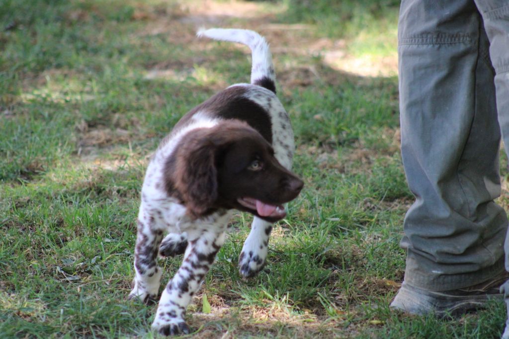 Alpha De La Vallée De La Py