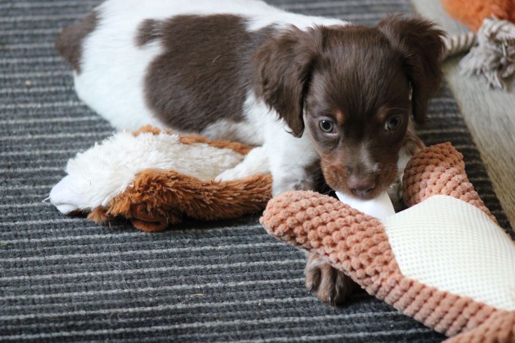 Toto De La Vallée De La Py