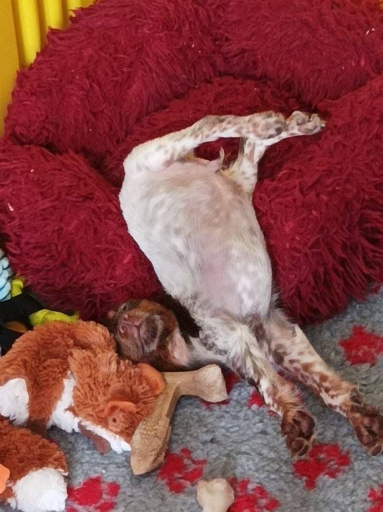 Toto De La Vallée De La Py