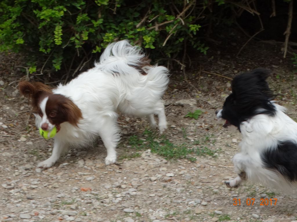 Mirabelle De La Vallée De La Py