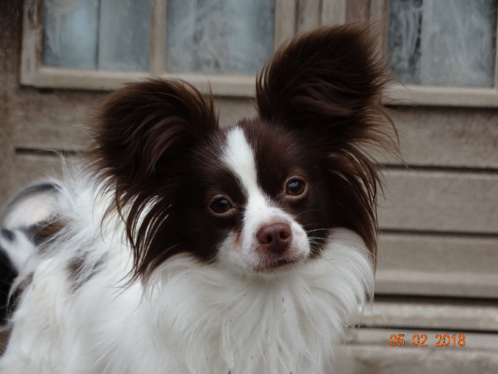 Mirabelle De La Vallée De La Py