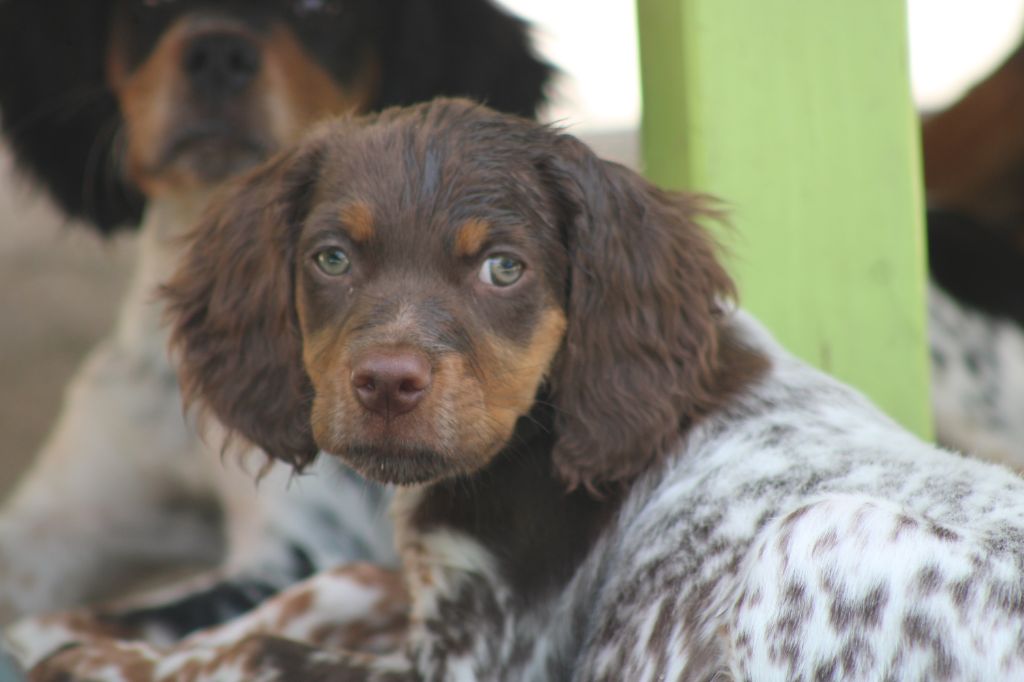 Toto De La Vallée De La Py