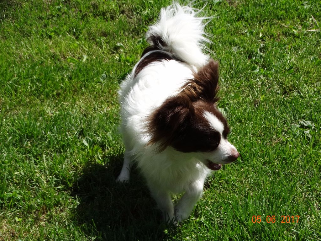 Mirabelle De La Vallée De La Py