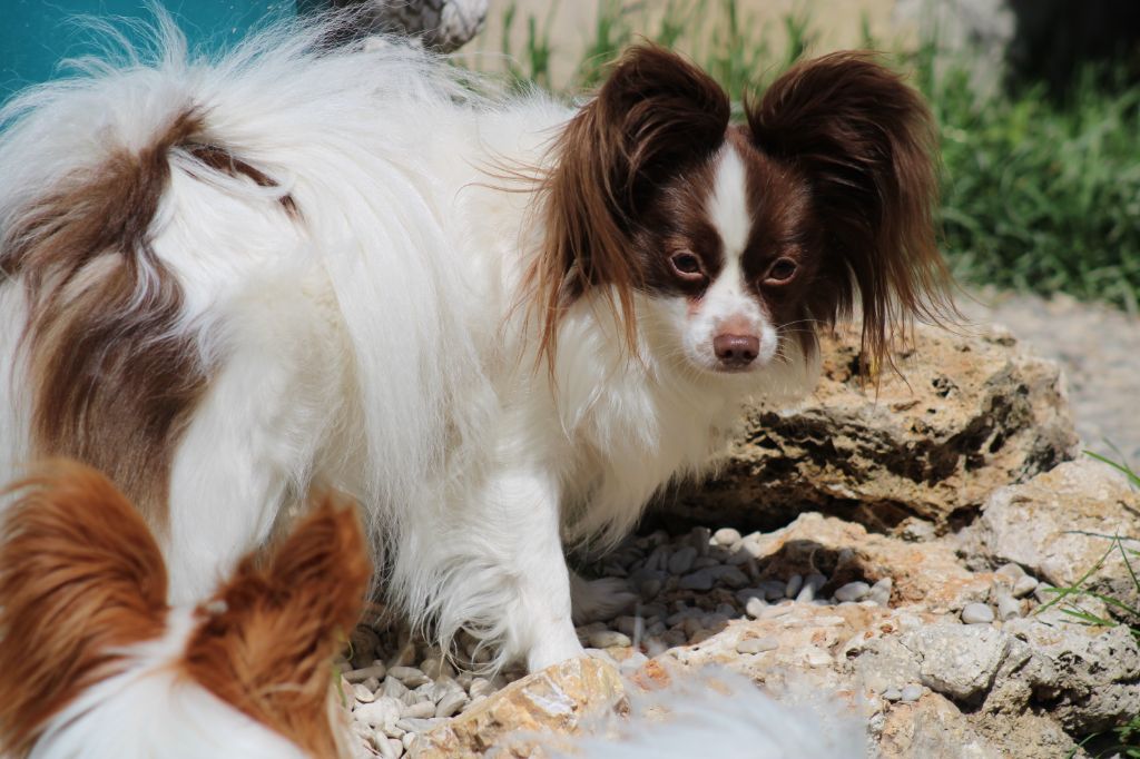 Mirabelle De La Vallée De La Py