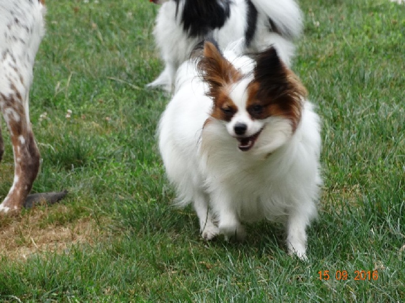 Jepp De La Vallée De La Py