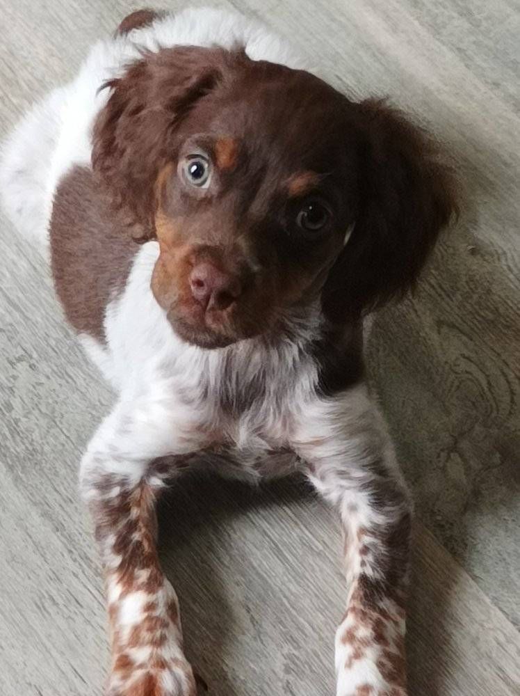 Toto De La Vallée De La Py