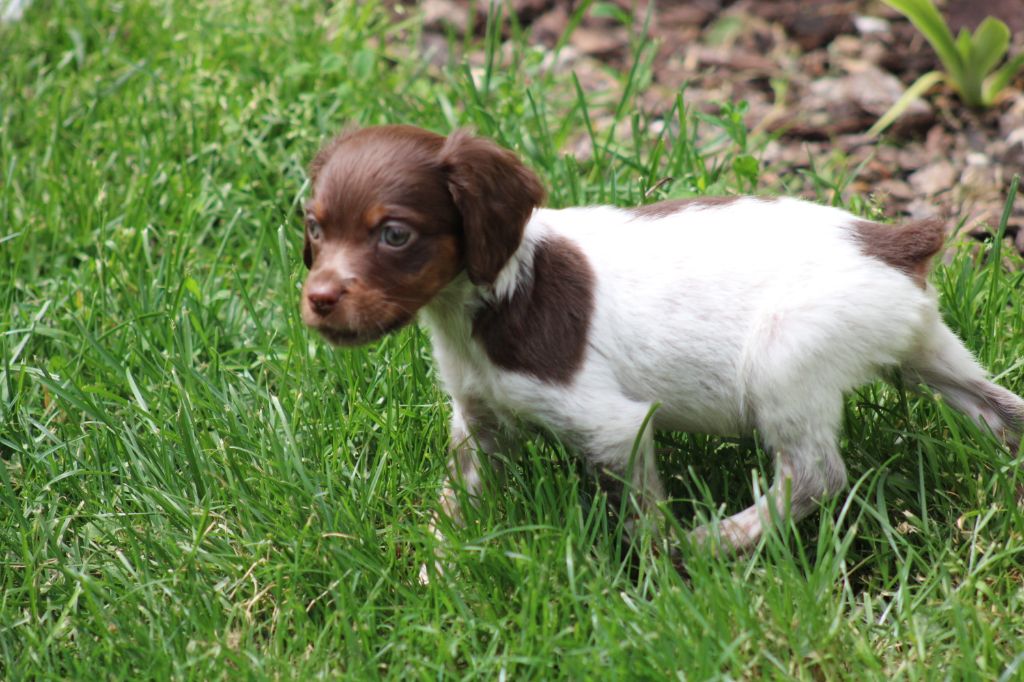 Toto De La Vallée De La Py