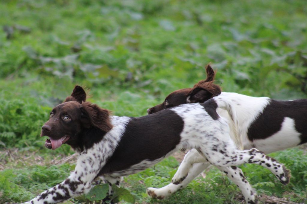 Alpha De La Vallée De La Py