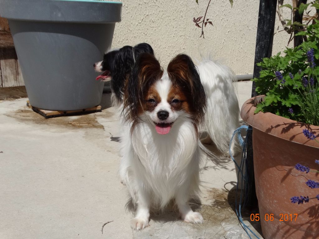 Jepp De La Vallée De La Py