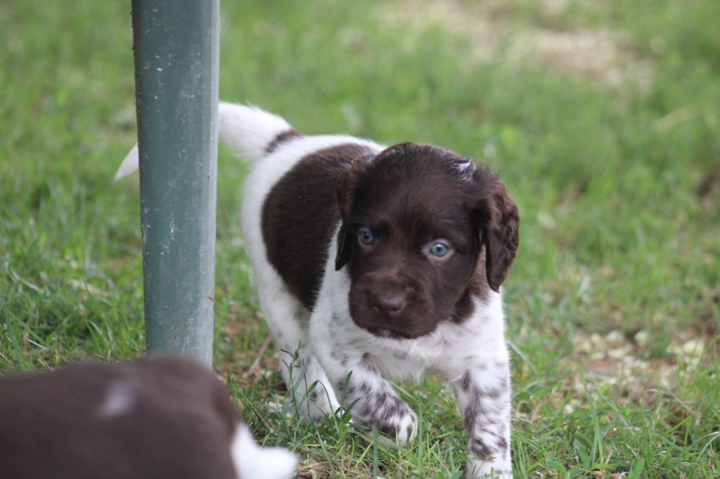 Alpha De La Vallée De La Py