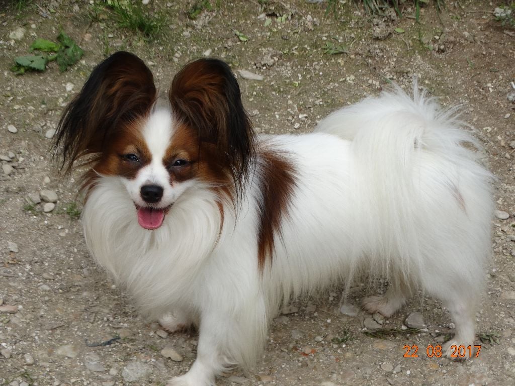 Jepp De La Vallée De La Py