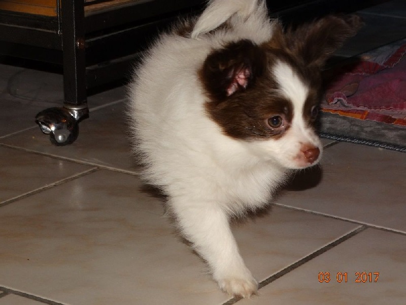 Mirabelle De La Vallée De La Py