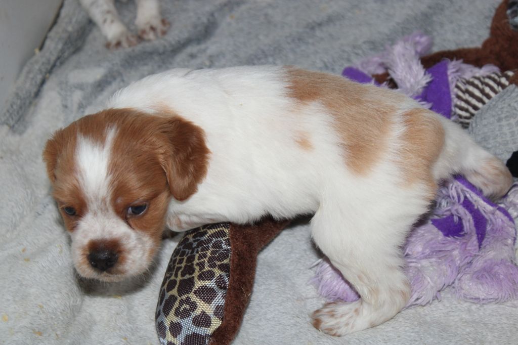 Artus De La Vallée De La Py