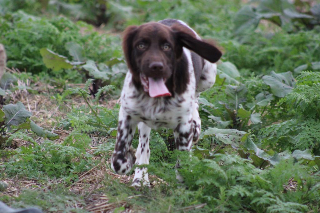 Alpha De La Vallée De La Py