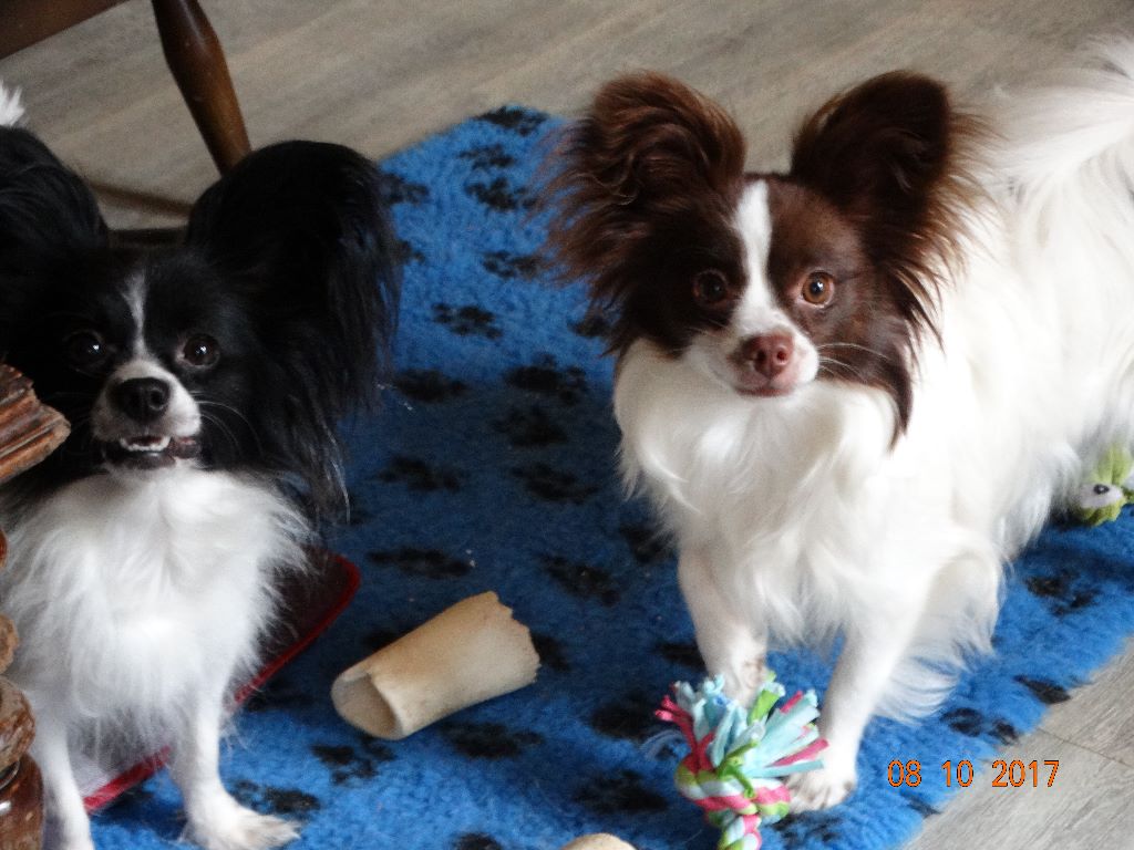 Mirabelle De La Vallée De La Py