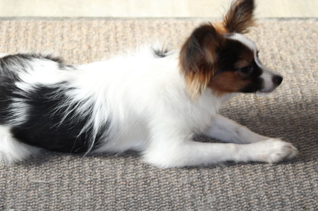 Ricky De La Vallée De La Py